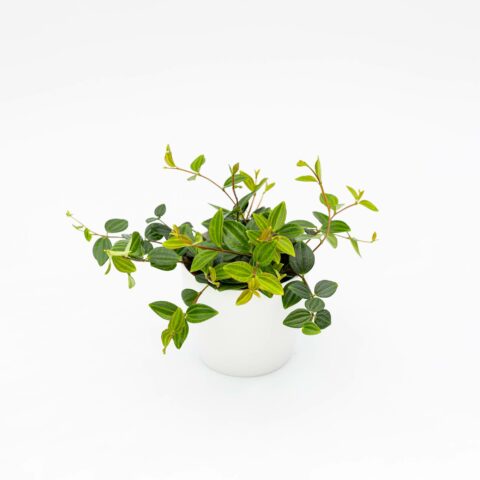 Peperomia "Rocca Verde"
