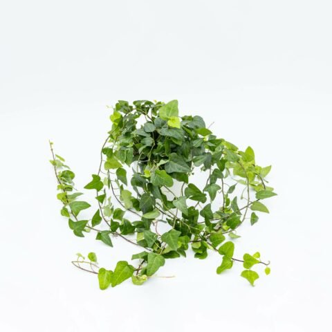 Hedera helix "Mein Herz"