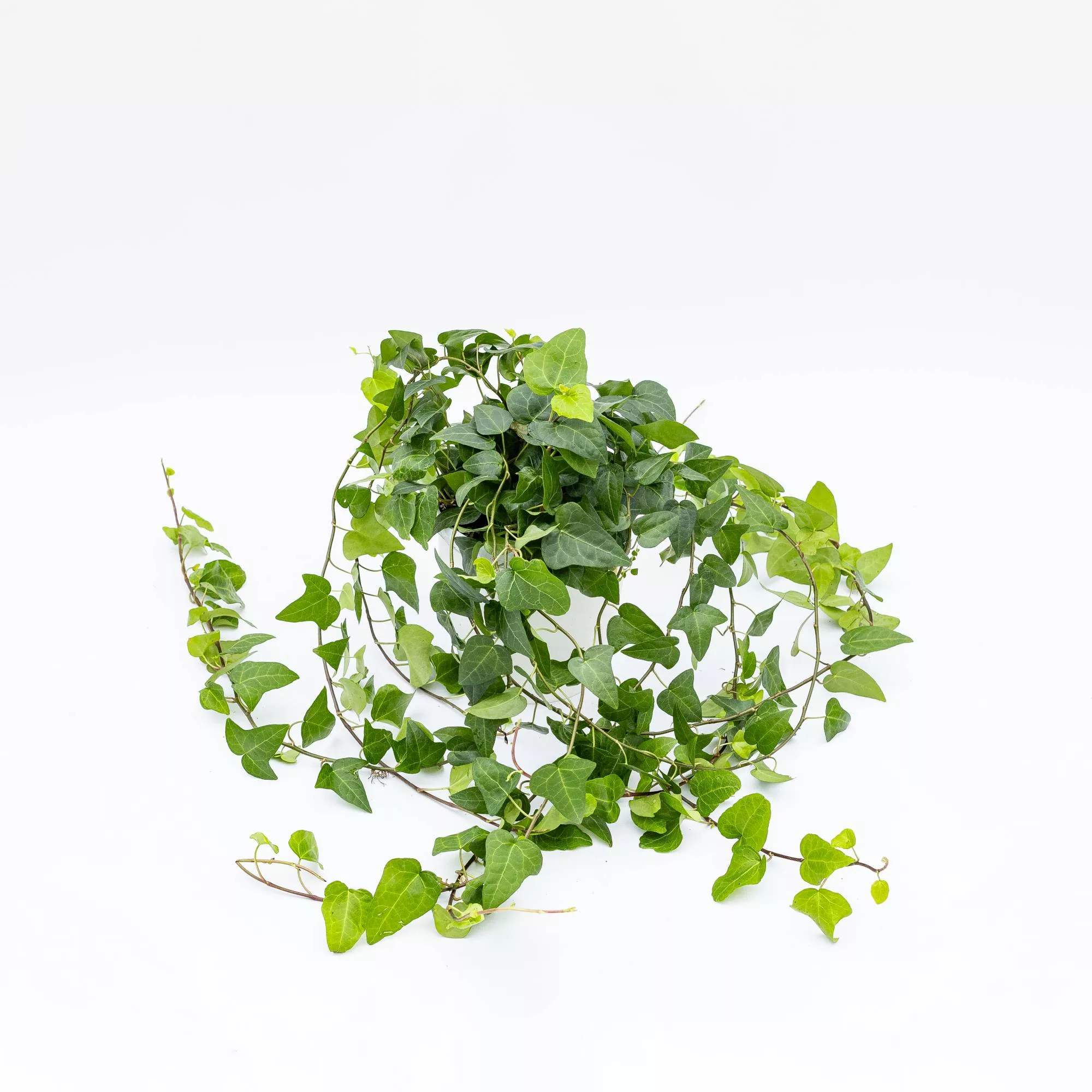 Hedera helix "Mein Herz"