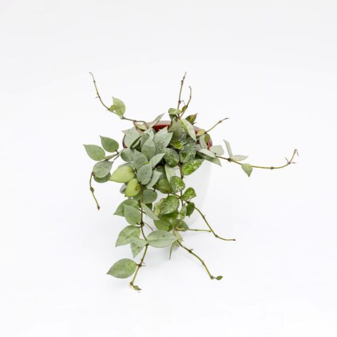Hoya krohniana "Eskimo"