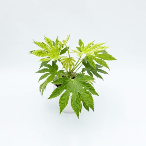 Fatsia japonica "Spiderweb"