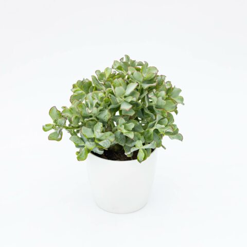 Crassula "Argentea"