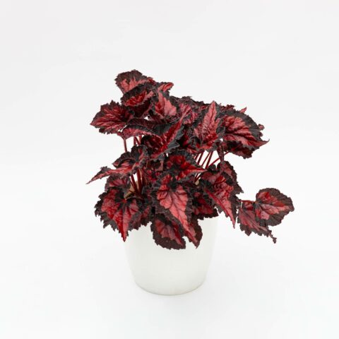 Begonia rex "Inca Night"