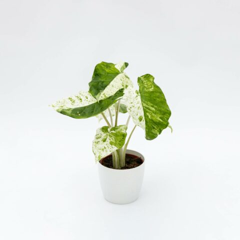 Alocasia macrorrhizos "Variegata"
