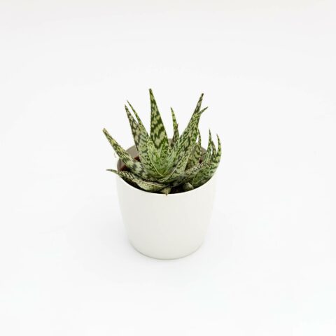 Aloe somaliensis