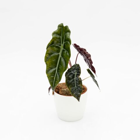 Alocasia "Chantrieri"