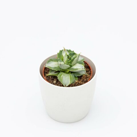 Agave potatorum "Variegata"