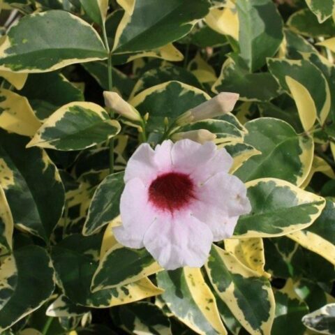Pandorea jasminoides "Variegata"