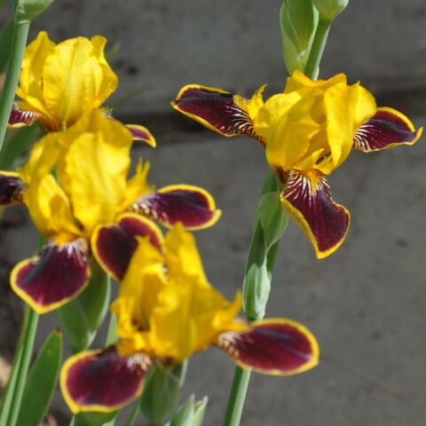 Iris germanica "Bumblebee Deelite"