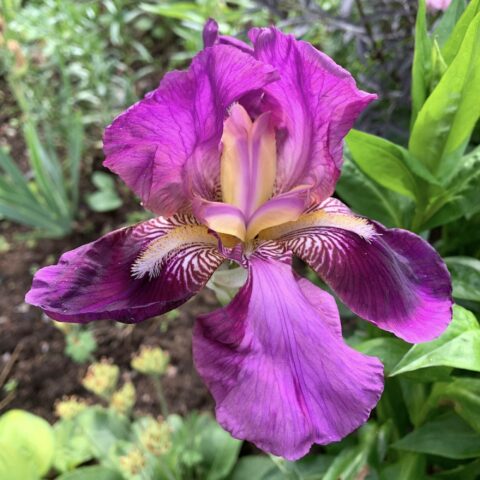 Iris germanica "Imperator"