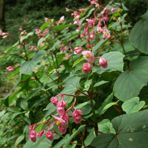 Begonia grandis subsp. evansiana
