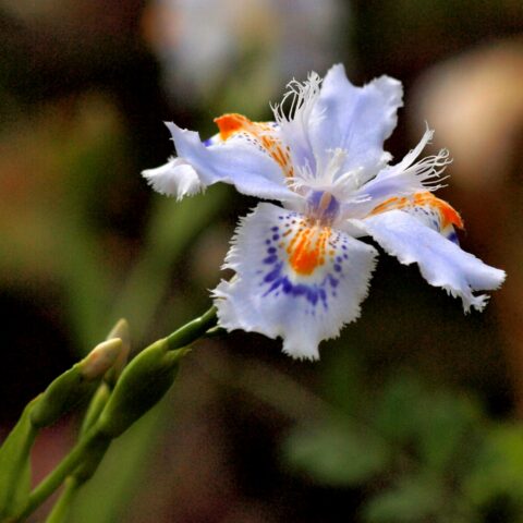 Iris japonica