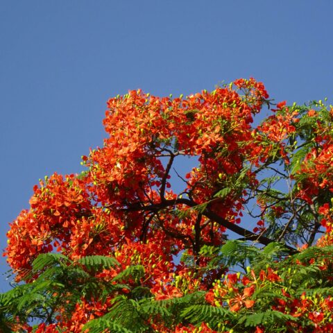 Delonix regia