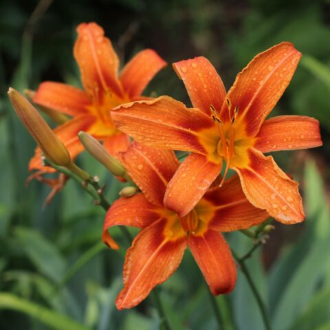 Hemerocallis fulva