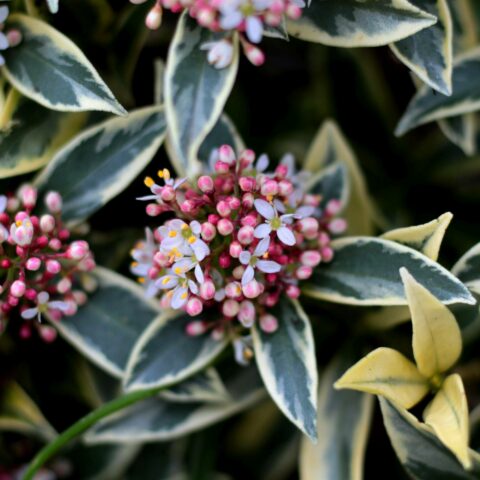 Skimmia japonica "Magic Marlot"