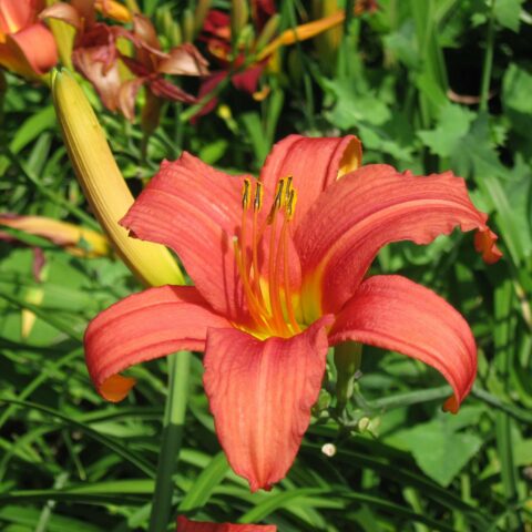 Hemerocallis "Pink Damask"
