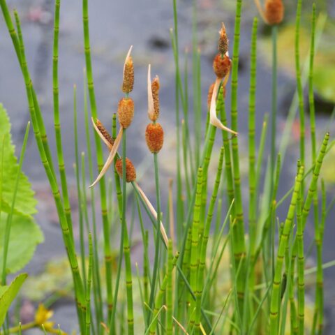 Typha minima