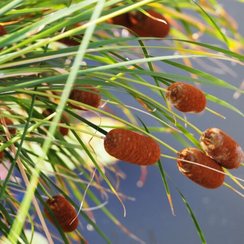 Typha laxmannii