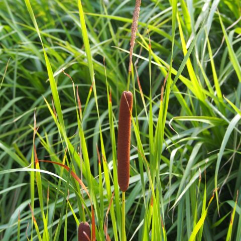 Typha angustifolia