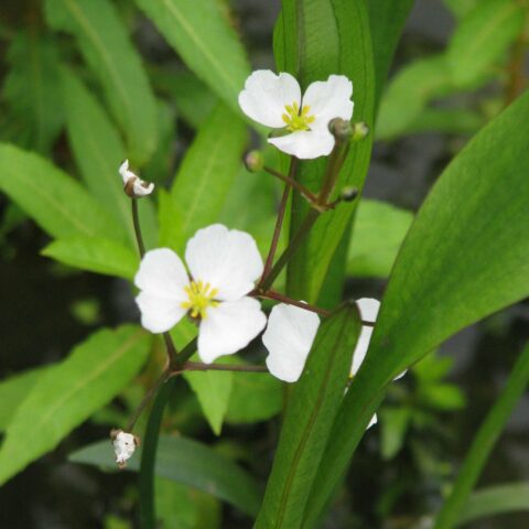 Sagittaria graminea