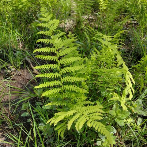 Thelypteris palustris