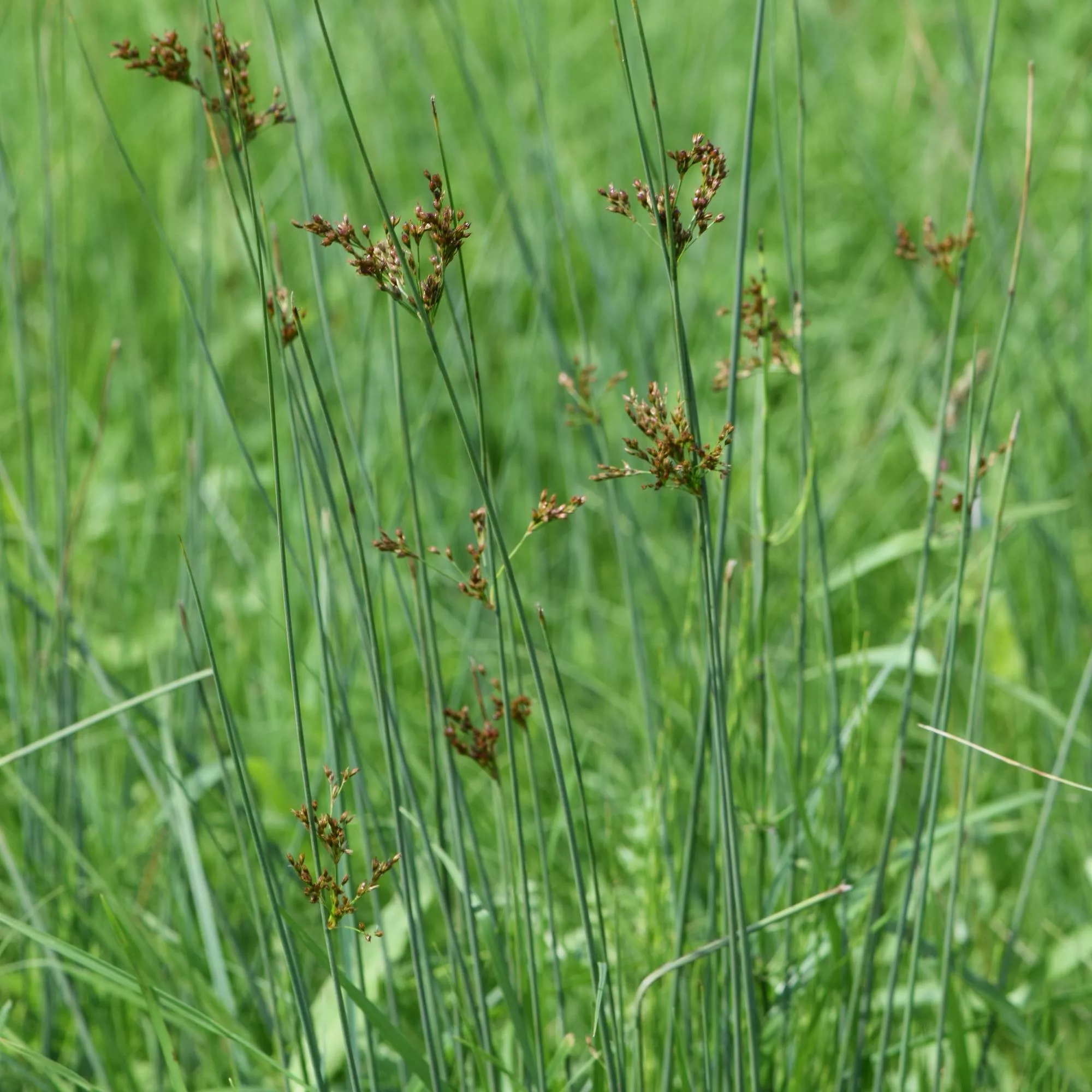 Juncus inflexus