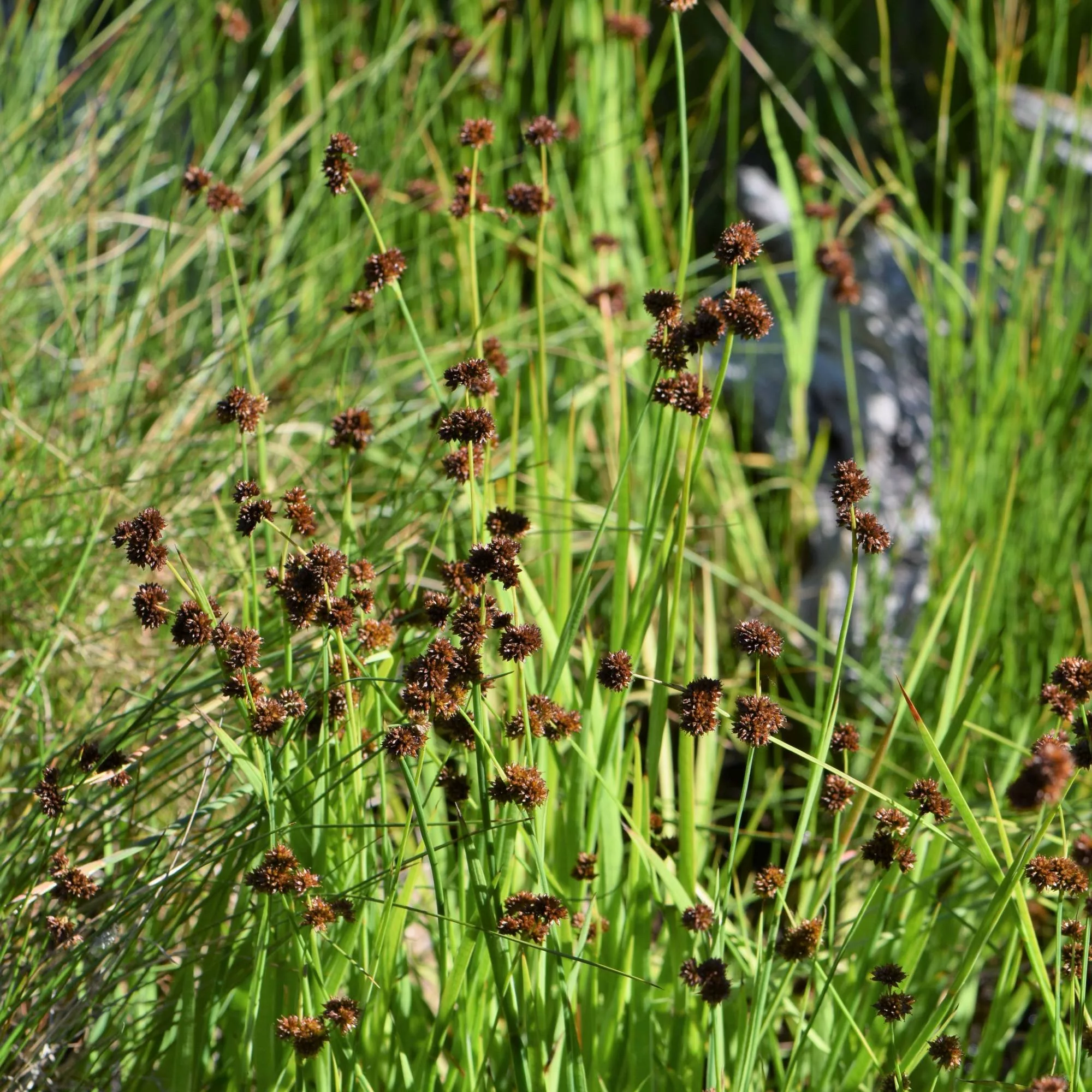 Juncus ensifolius