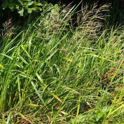 Glyceria maxima