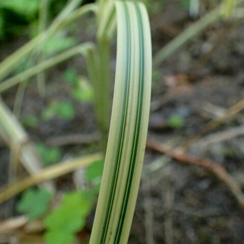 Glyceria maxima "Variegata"