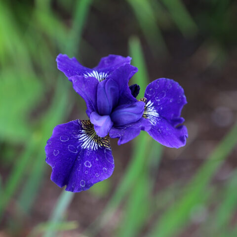 Iris versicolor