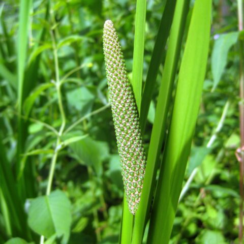 Acorus calamus