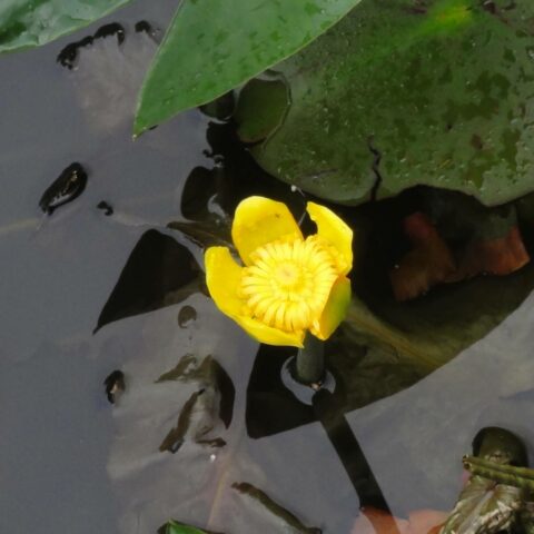 Nuphar japonica