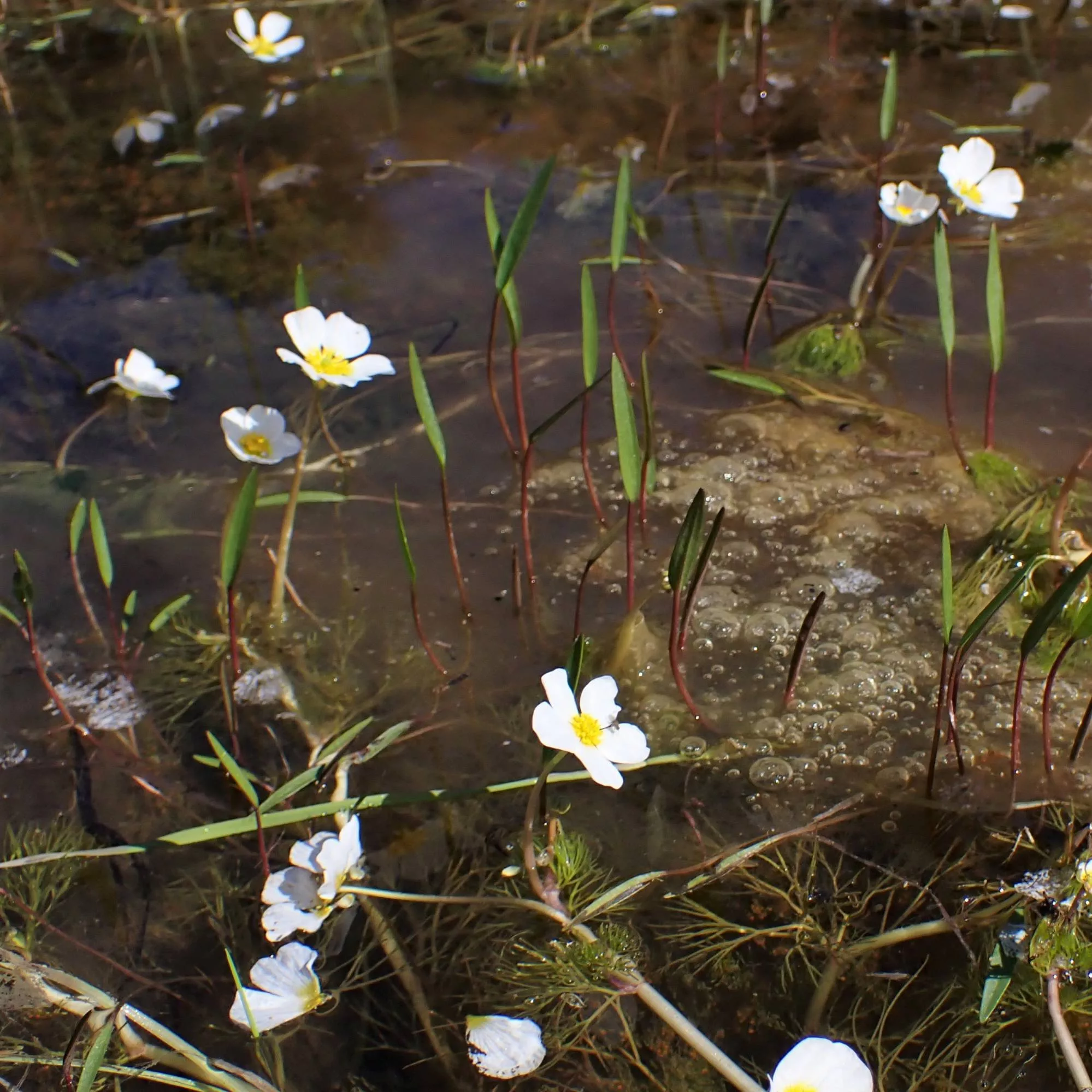 Alisma lanceolatum