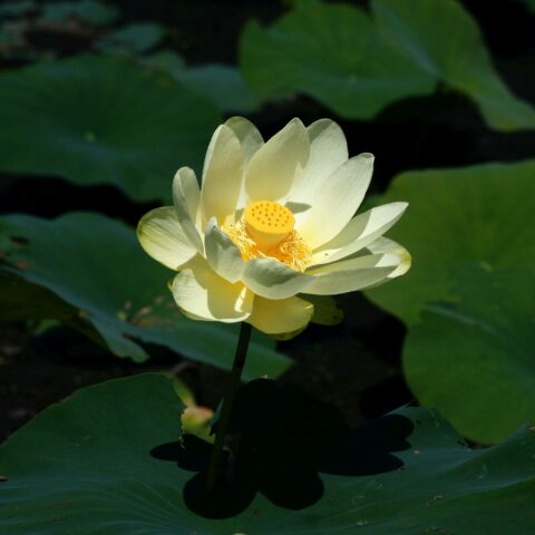 Nelumbo lutea