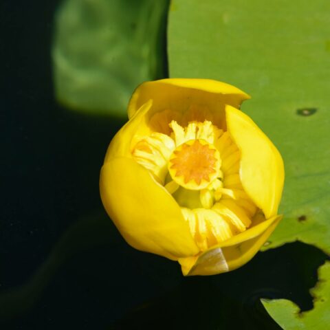 Nuphar lutea