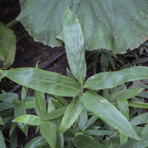 Sasa kurilensis