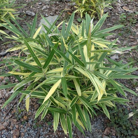 Sasaella masamuneana f. albostriata