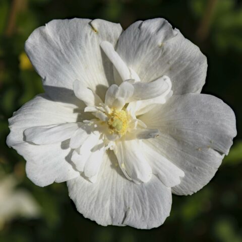 Hibiscus syriacus "White Chiffon"
