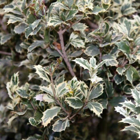Osmanthus heterophyllus "Variegatus"