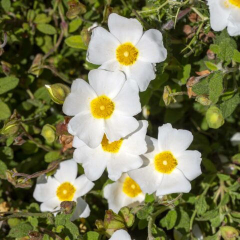 Cistus x obtusifolius