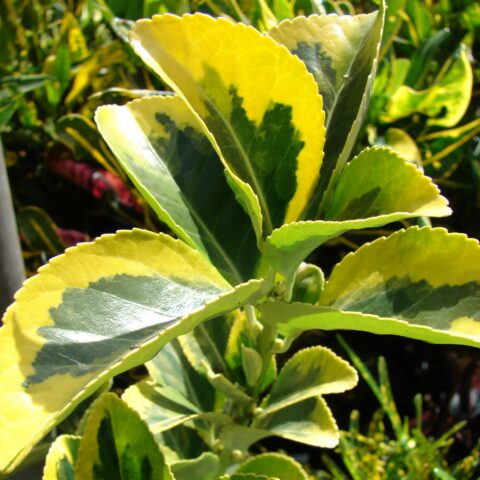 Euonymus japonicus "Aureomarginatus"