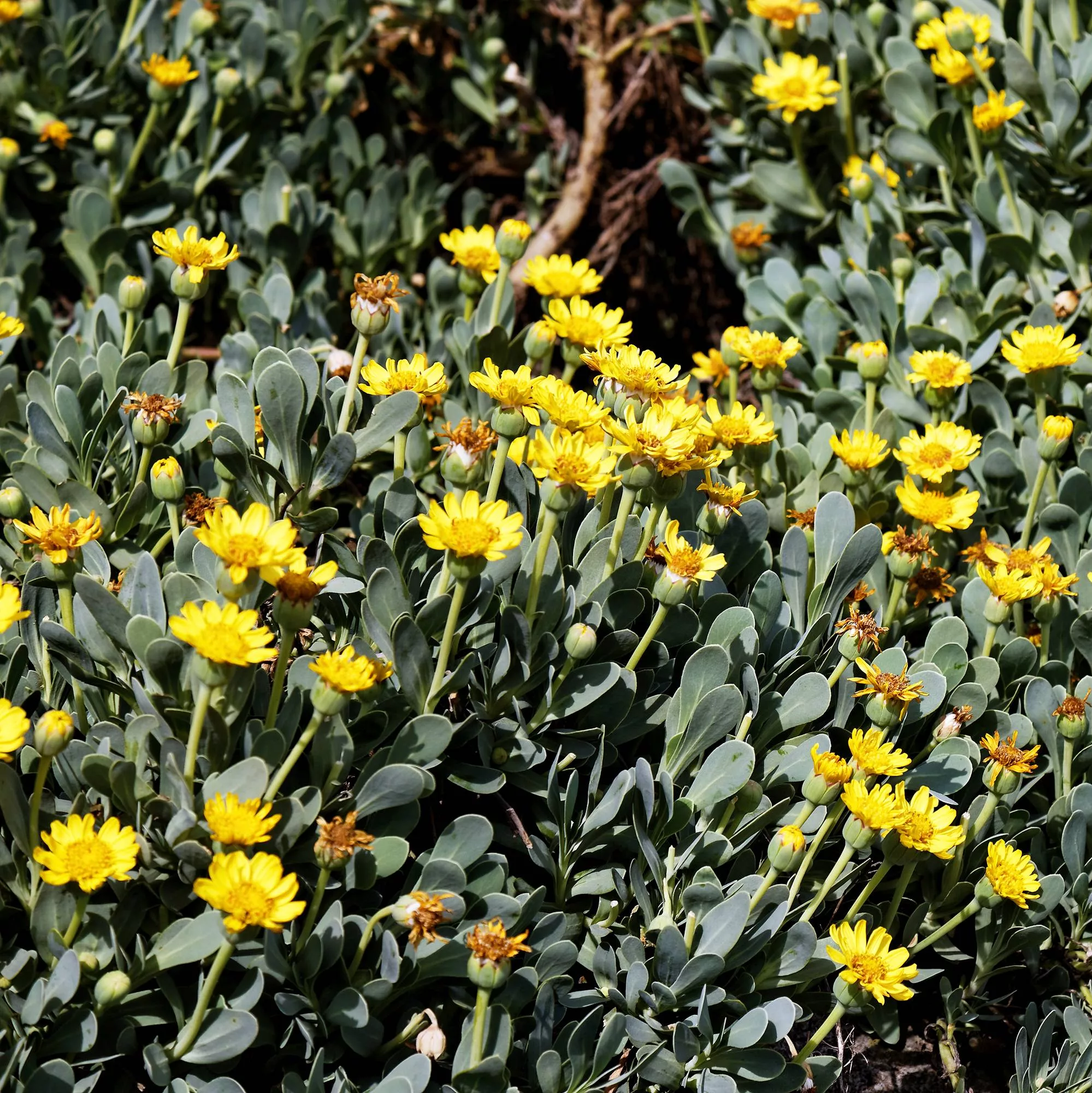 Hertia cheirifolia