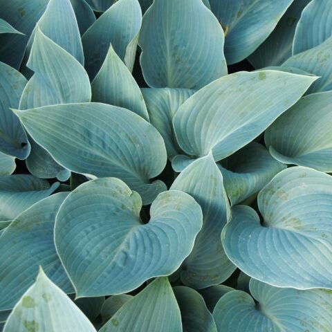 Hosta "Halcyon"