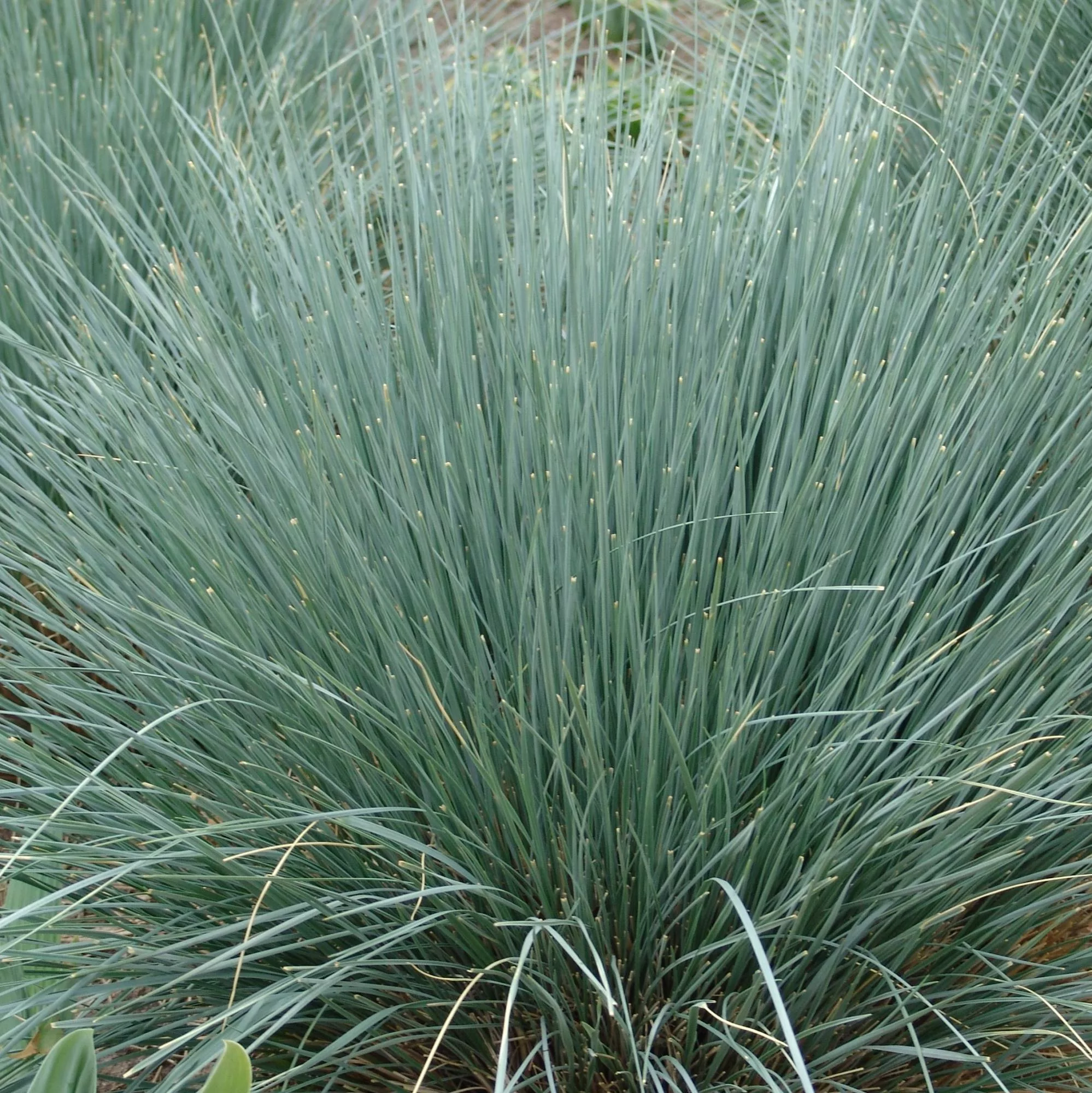 Helictotrichon sempervirens