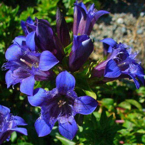 Gentiana septemfida var. lagodechiana