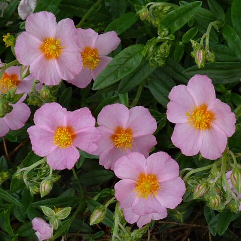 Helianthemum "Lawrenson'sPink"