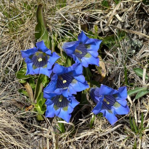 Gentiana acaulis
