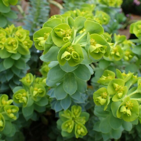Euphorbia myrsinites