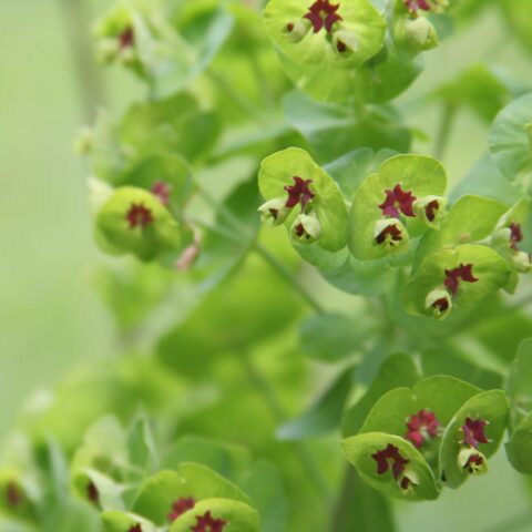 Euphorbia x martinii