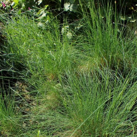 Festuca gautieri